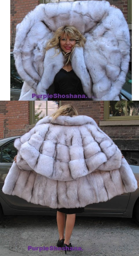 Blue fox with a cape hood